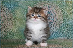 Male Siberian Kitten from Deedlebug Siberians